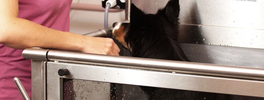 chien dans un bassin d'hydrothérapie avec la personne responsable à côté