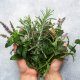 des mains tenant des herbes aromatiques et médicales
