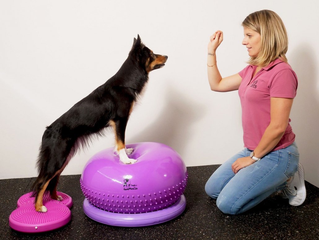 un chien faisant du fitness sur des accessoires avec une spécialiste canin